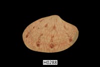 藏品(文文橫文蛤)的圖片